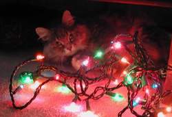 A fluffy kitten curled up in a tangle of colorful holiday lights